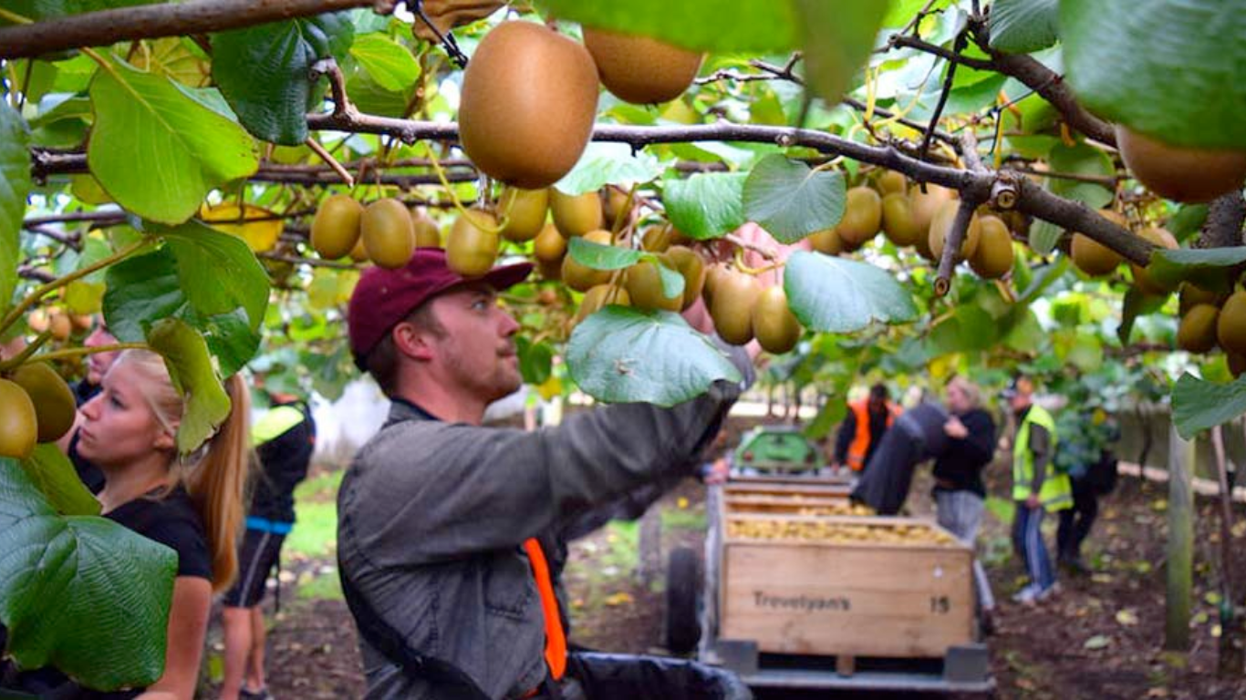 Fruit Picking Jobs In USA For Foreigners Visa Sponsorship and